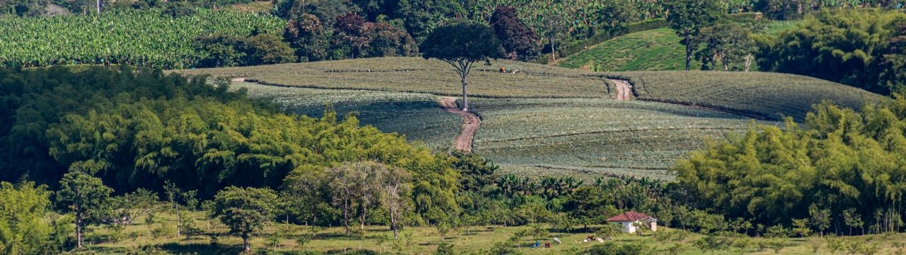 View of a farm, Colombia